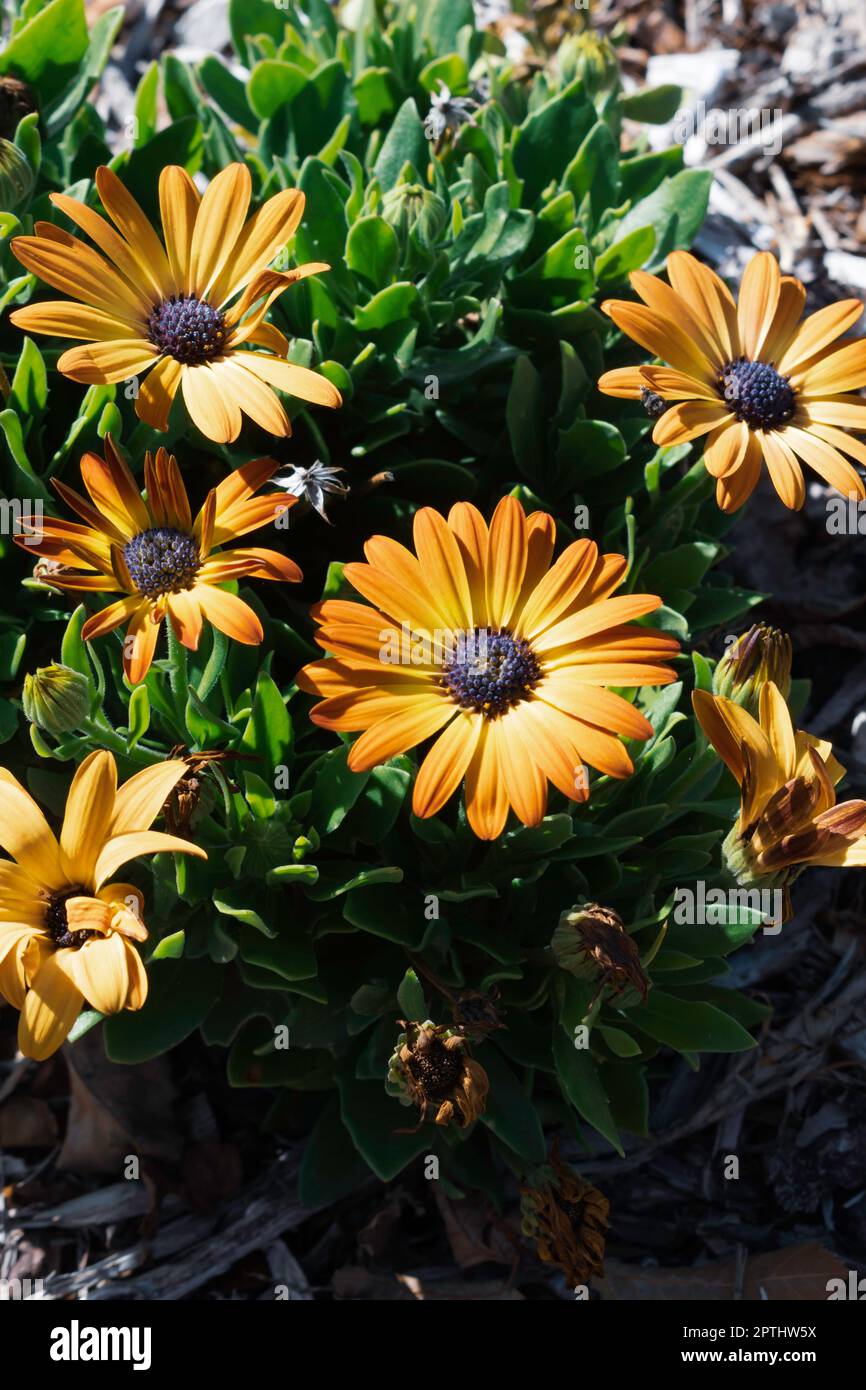 Groupe de fleurs orange colorées. Banque D'Images