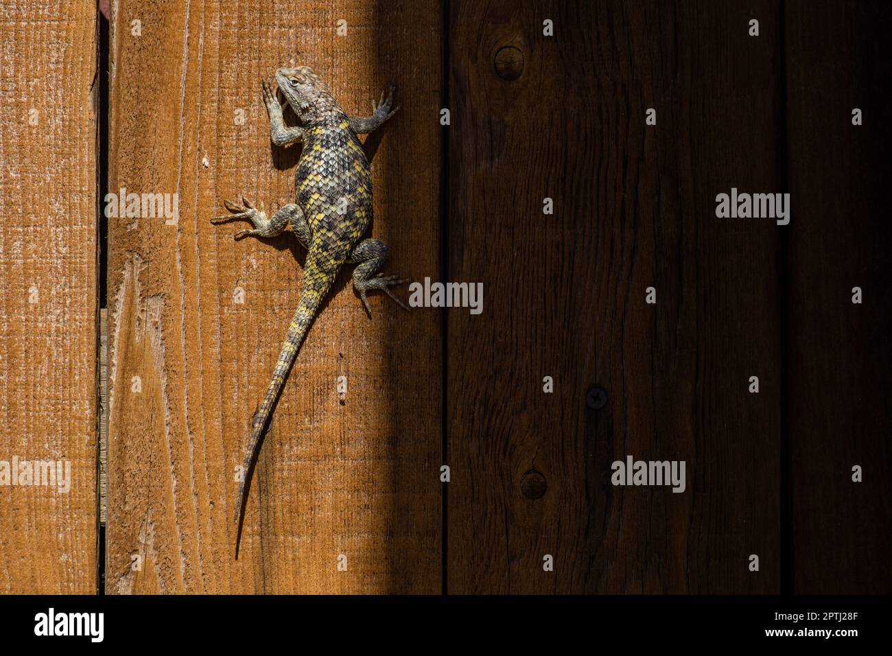 Un lézard épineux à dos jaune (Sceloporus unimis) se clins à une clôture de cour dans le désert de Mojave, en Californie du Sud. Banque D'Images