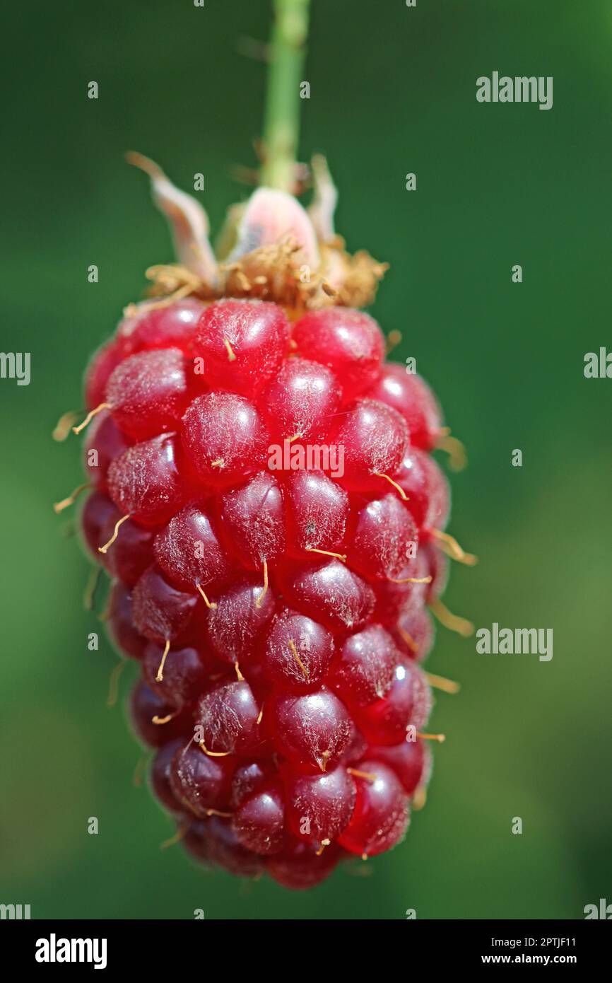 Mûre cultivée de la fraise rouge, hybride Rubus, fruit en gros plan, sur la brousse avec un fond de feuilles floues. Banque D'Images