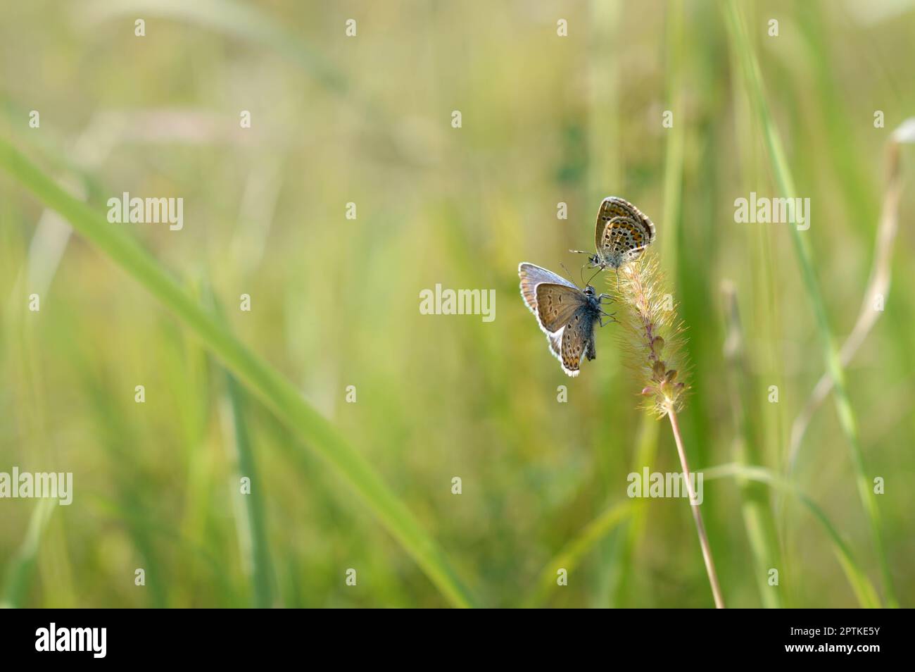 Polyommatus icarus, papillon bleu commun, deux petits papillons, bleu et gris, avec des taches orange et noires dans la nature sur une plante de près. Banque D'Images Polyommatus icarus, papillon bleu commun, deux petits papillons, bleu et gris, avec des taches orange et noires dans la nature sur une plante de près. Banque D'Images