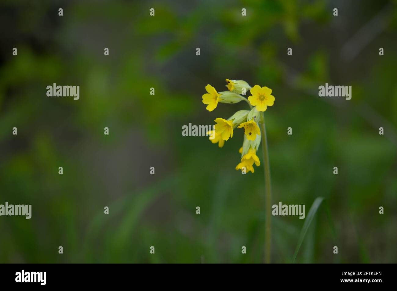 Cowslip, fleur jaune de printemps tôt dans la nature, gros plan sur un champ. Macro des têtes de fleurs. Banque D'Images