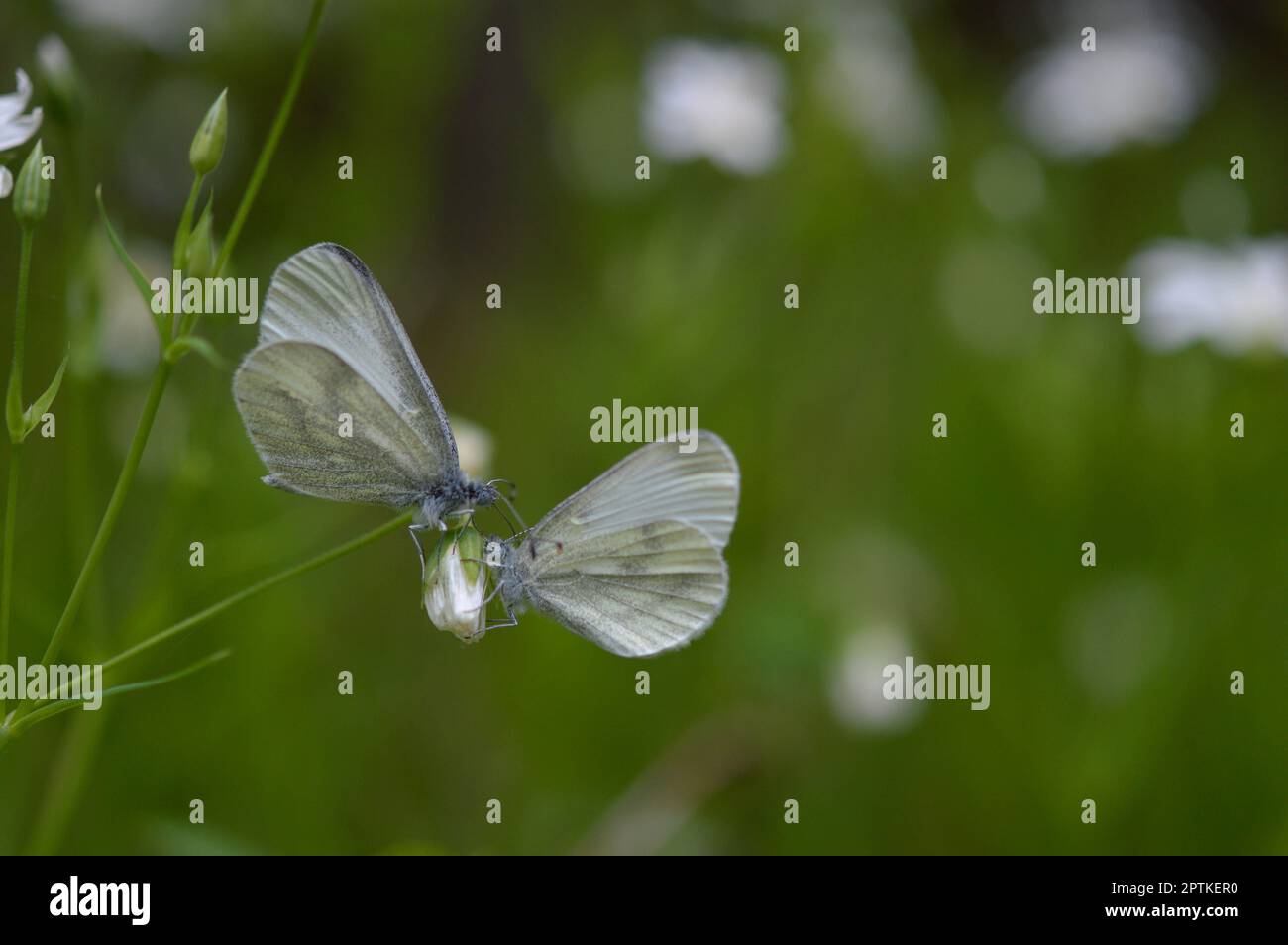 Deux papillons blancs en bois (Leptidea sinapis) sur un millepertuis de Rabelera, bourgeon blanc de fleurs sauvages, macro gros plan, fond vert. Banque D'Images