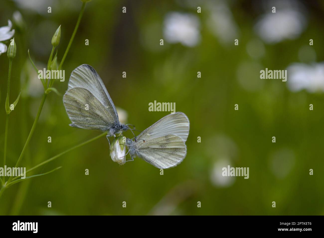 Deux papillons blancs en bois (Leptidea sinapis) sur un millepertuis de Rabelera, bourgeon blanc de fleurs sauvages, macro gros plan, fond vert. Banque D'Images