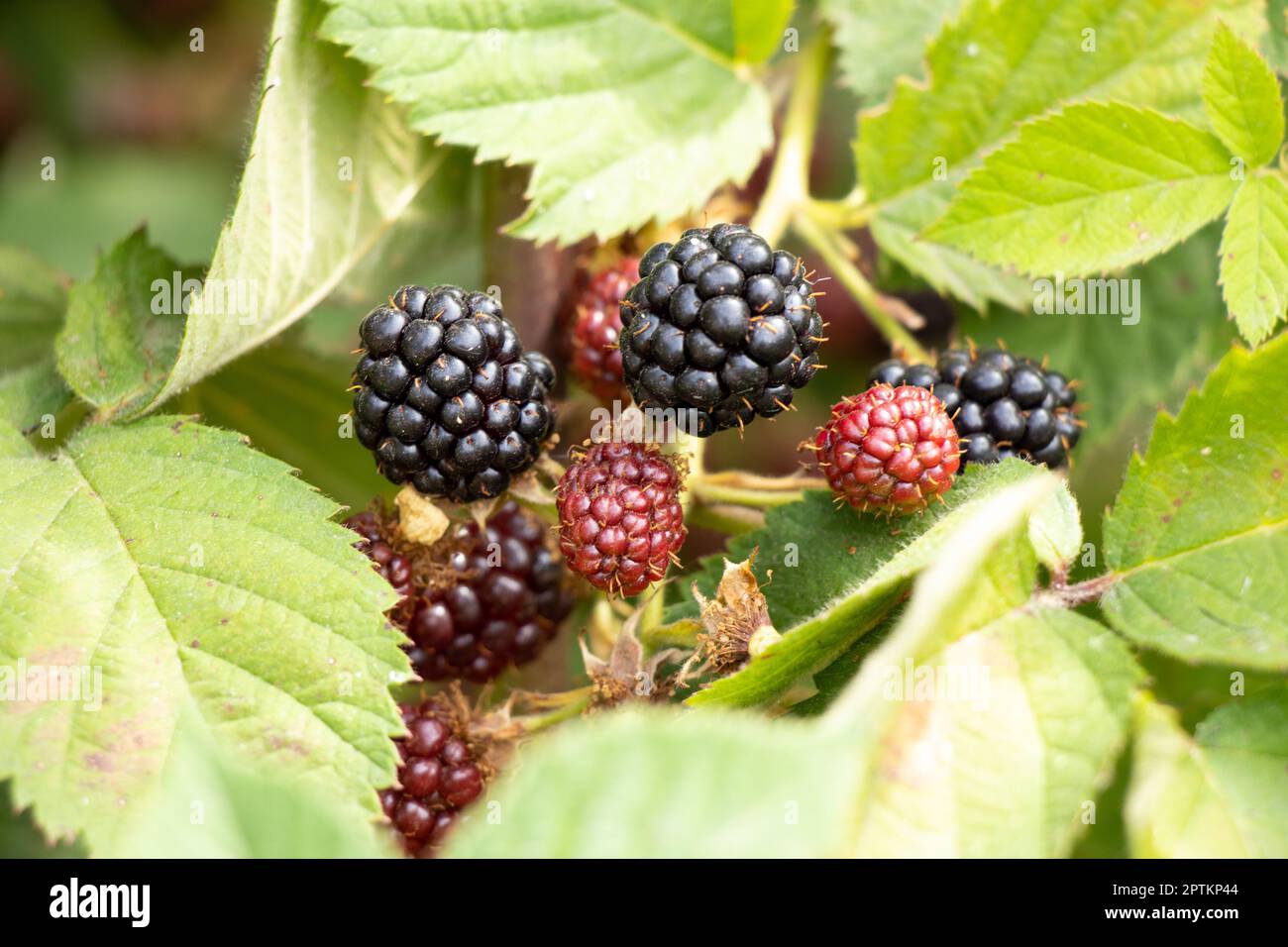 Les mûres mûrissent dans le jardin en Ukraine en été au soleil Banque D'Images