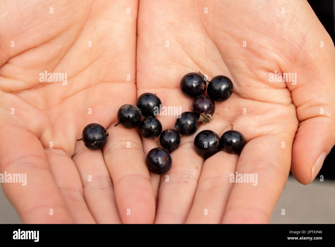 les baies de cassis se trouvent dans les paumes des mains femelles en gros plan Banque D'Images