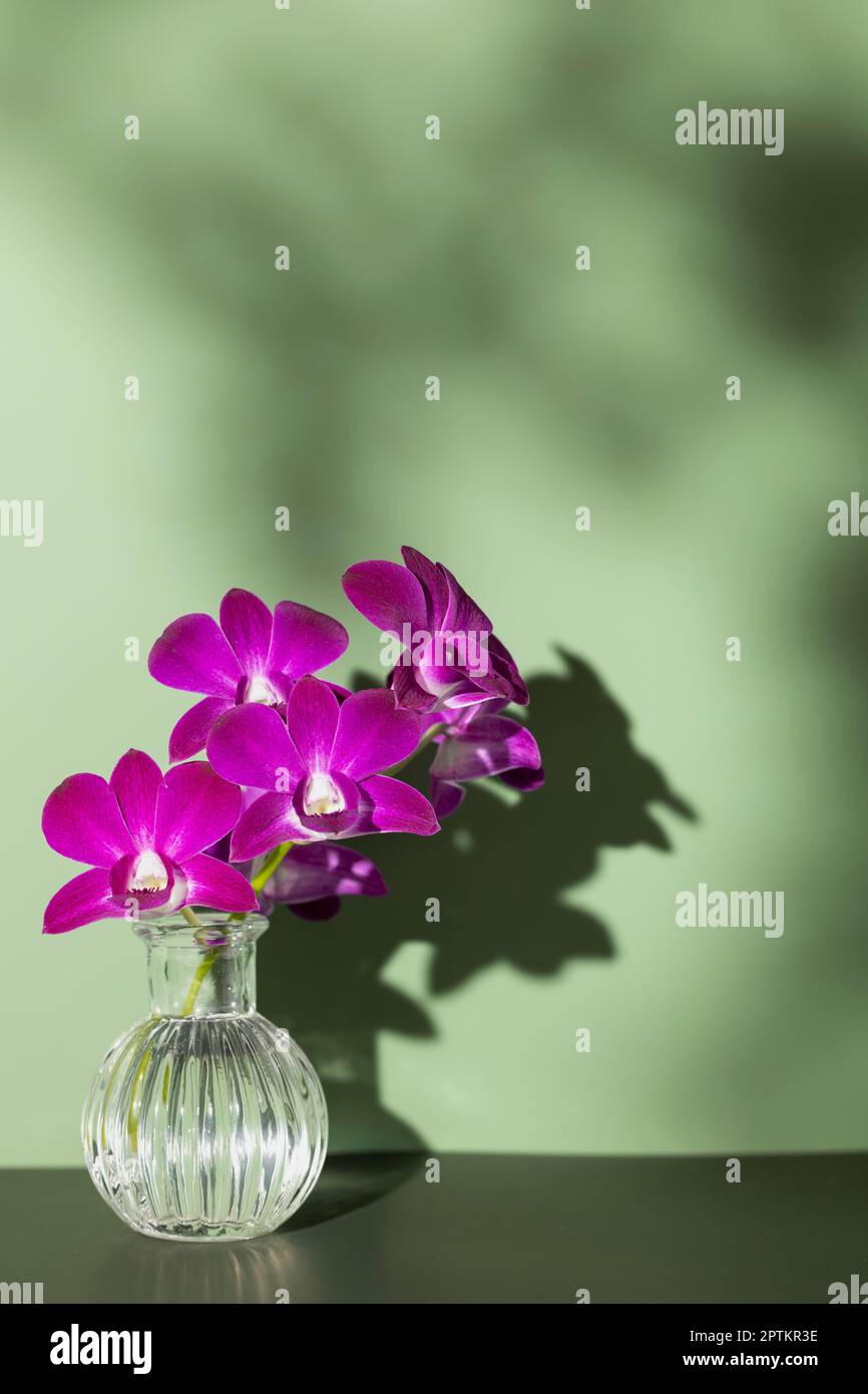 Bouquet vertical fleurs d'orchidées rose vif dans vase en verre avec ombre contrastée sur le mur vert du studio. Jouez à l'ombre Banque D'Images