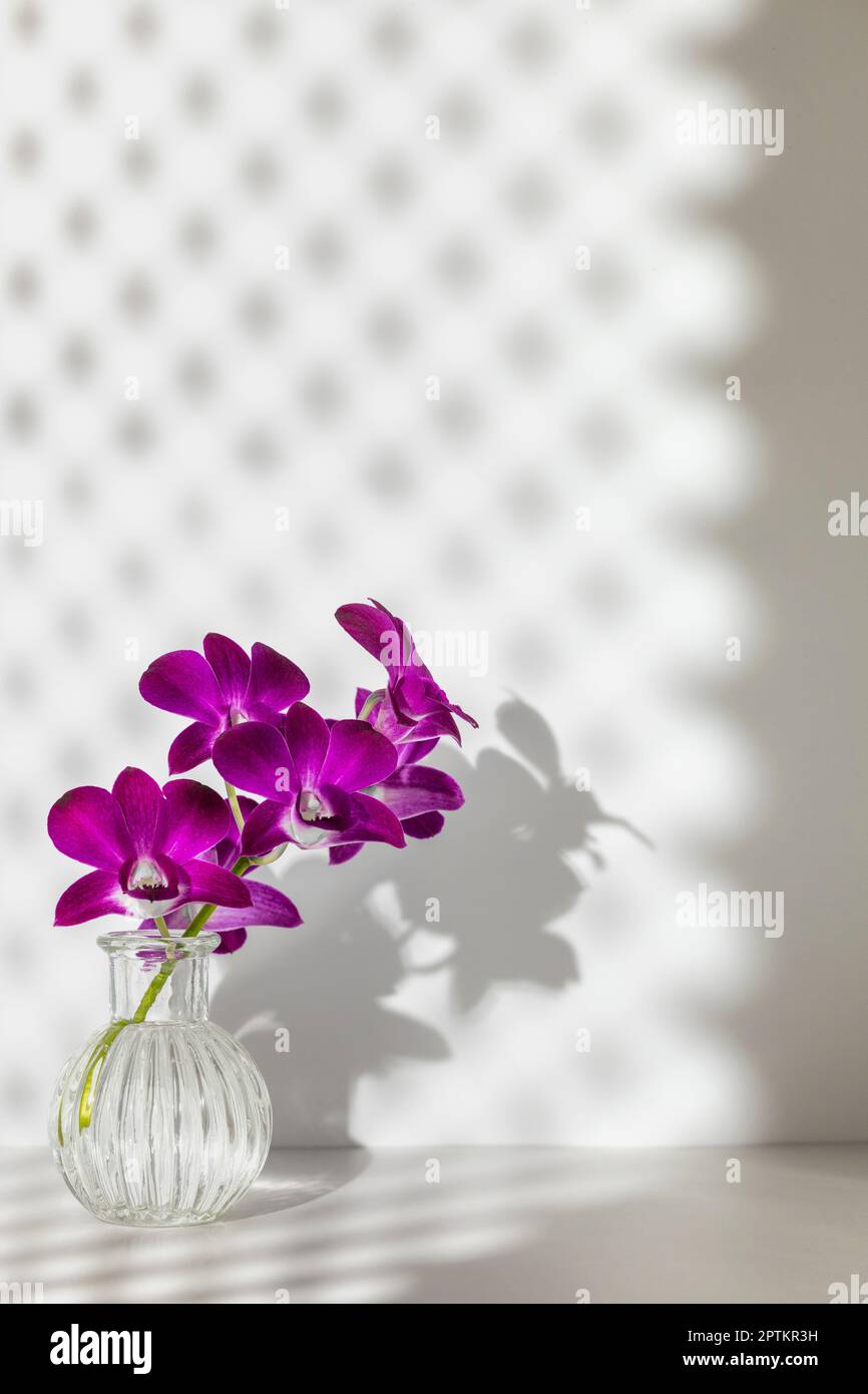 Fleurs d'orchidées violettes dans un vase en verre avec motif de losange contrasté ombre du rideau de fenêtre, pièce blanche. Intérieur Banque D'Images