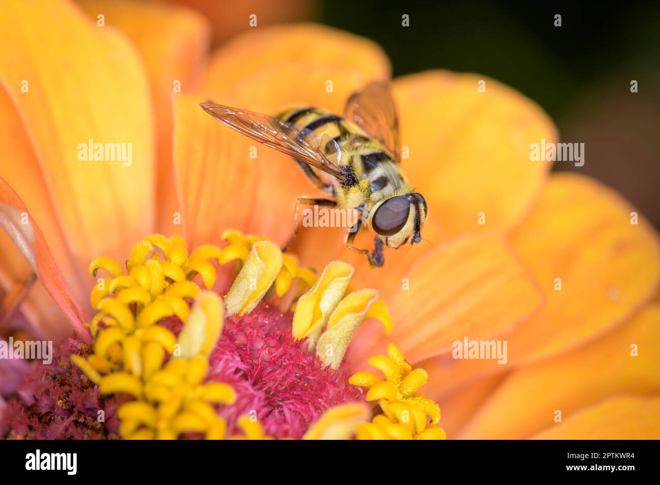 Myathropa florea aussi appelé mouche de fleur ou mouche syrphide, reposant sur une fleur Banque D'Images