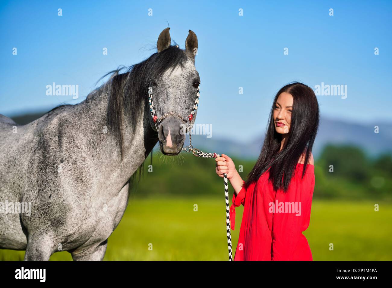 Jeune femme aux cheveux foncés et robe rouge vif marchant son cheval gris arabe dans le champ vert le jour ensoleillé, détail gros plan Banque D'Images