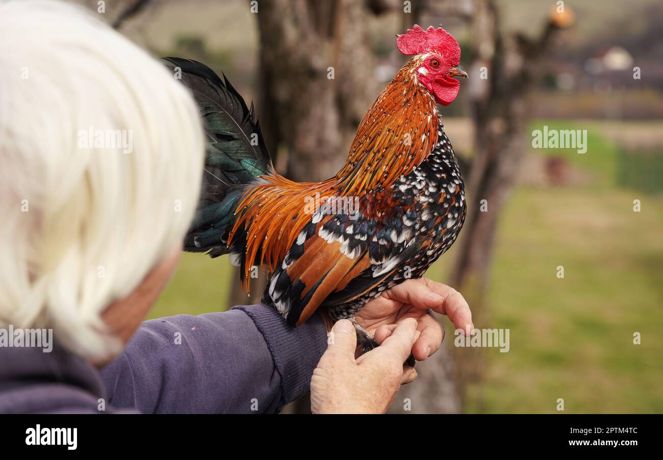 Petit torchon de poulet bantam avec peigne rouge vif et queue verte, posant sur le bras de femme de cheveux blancs plus vieux et méconnaissables Banque D'Images