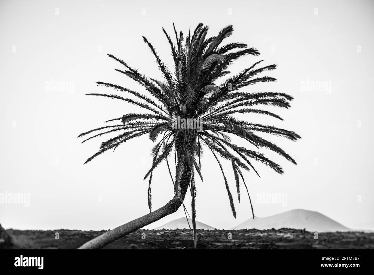Palmier solitaire, gros plan. Lanzarote. Îles Canaries. Espagne. Objectif art. Tourbillon bokeh. Concentrez-vous sur le centre. Noir et blanc. Banque D'Images Palmier solitaire, gros plan. Lanzarote. Îles Canaries. Espagne. Objectif art. Tourbillon bokeh. Concentrez-vous sur le centre. Noir et blanc. Banque D'Images