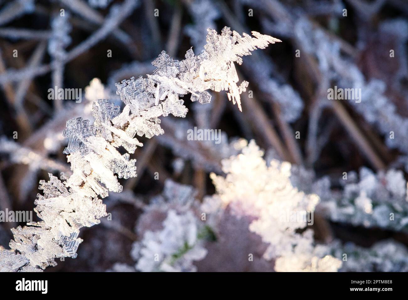 Des cristaux de glace se sont formés sur les lames de l'herbe et ont gelé dans toutes les directions.Des formes structurellement riches et bizarres sont apparues.Coup de feu d'hiver du Brandebourg Banque D'Images