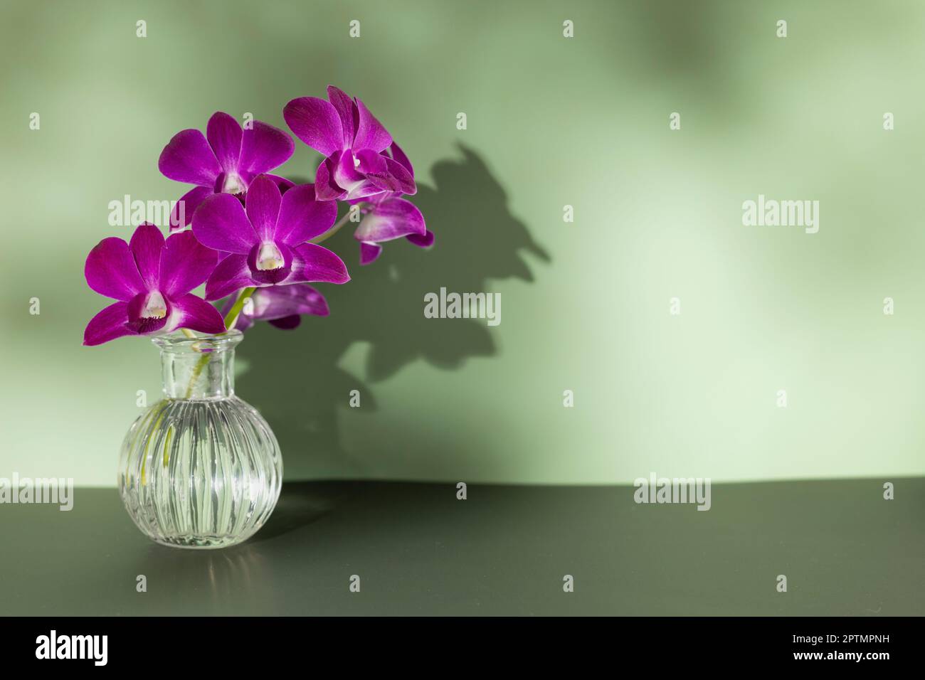 Branche d'orchidée violet vif dans vase transparent sur fond de couleur olive, espace de copie, photo horizontale. Silhouette de fleur et taches d'ombre floues Banque D'Images