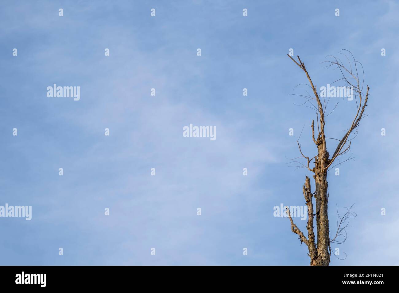 Dessus de bois sec avec ciel bleu. Banque D'Images