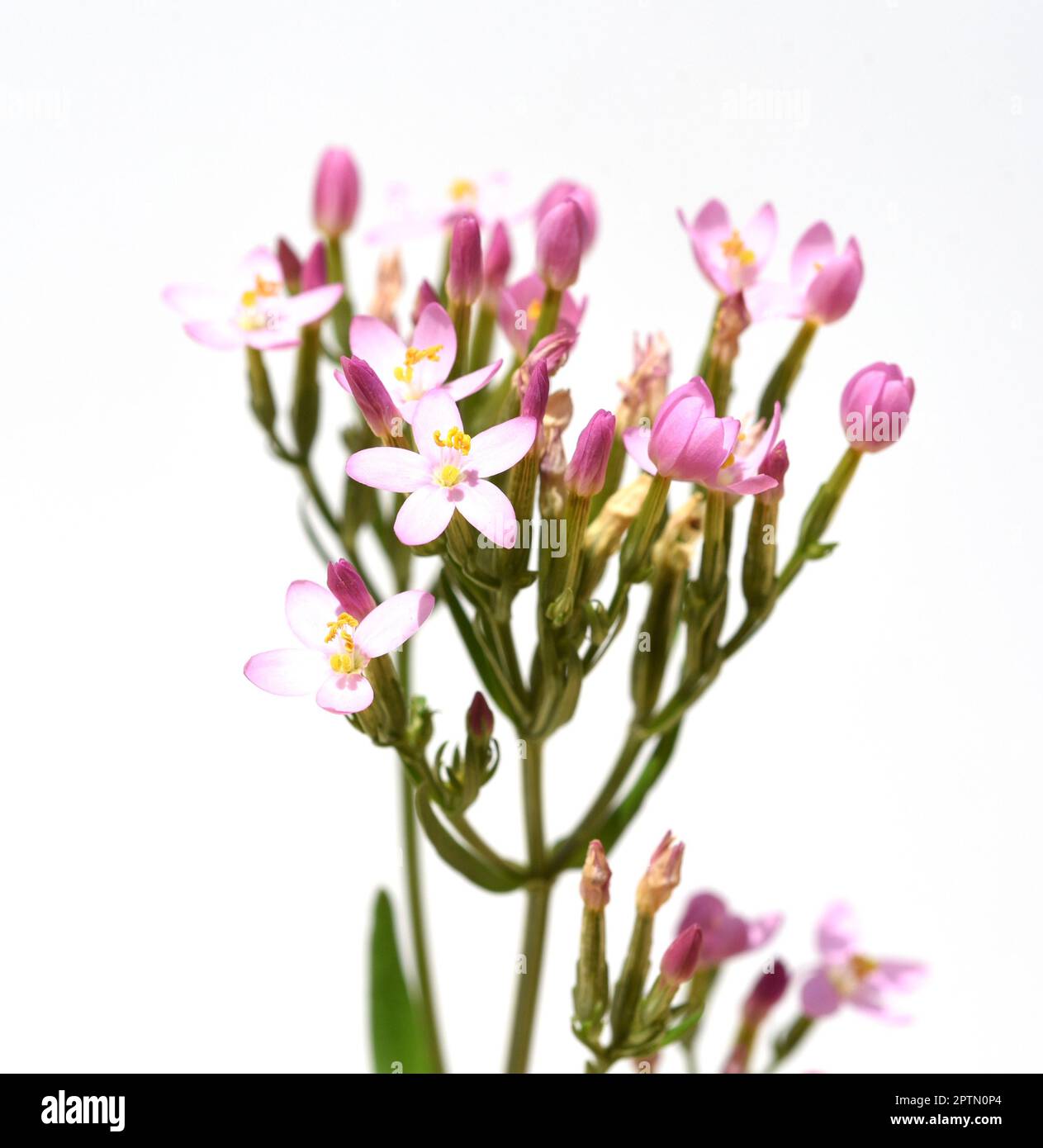 Tausendgueldenkraut, Centaurium erythraea ist eine wichtige Heilpflanze mit lila Blueten und wird in der Medizin verwendet. Centaurium erythraea est un Banque D'Images
