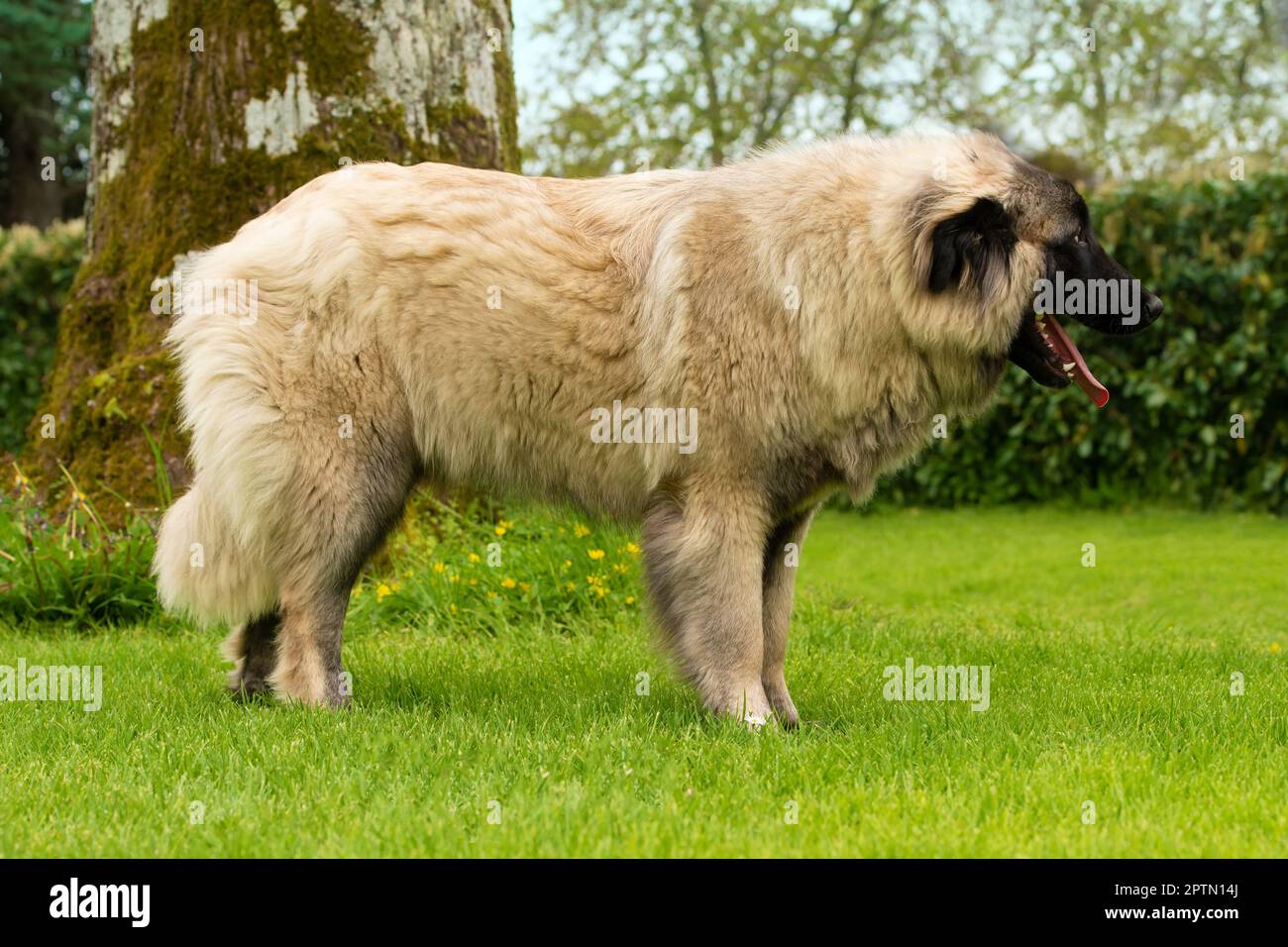 Jeune chien de montagne Estrela de neuf mois. C'est une grande race de chien des montagnes Estrela du Portugal élevé pour la garde des troupeaux et des homesteads. Il est Banque D'Images
