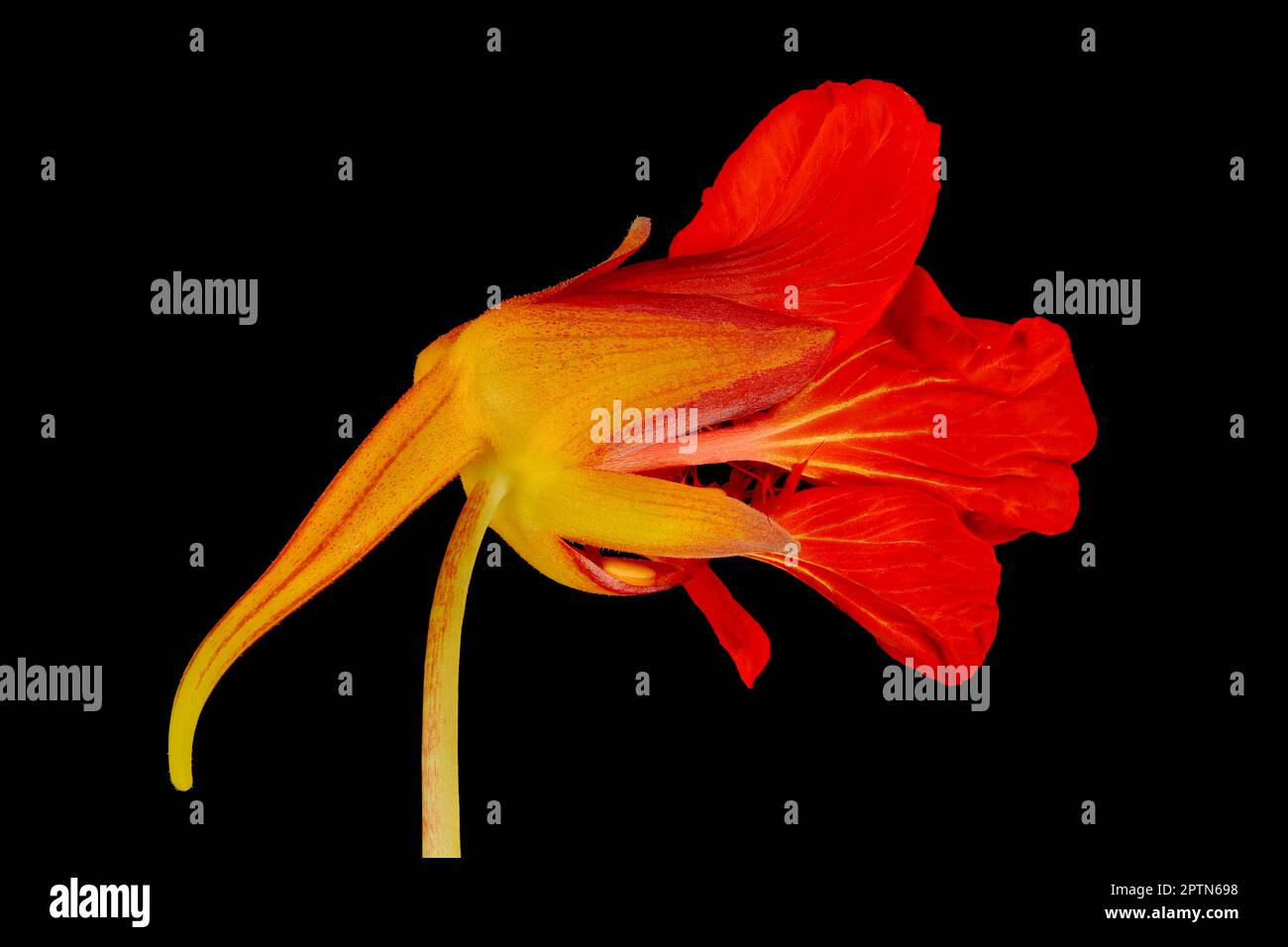 Naturtium (Tropaeolum majus). Gros plan semi-ouvert sur les fleurs Banque D'Images