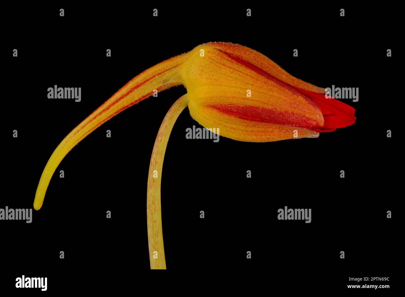 Naturtium (Tropaeolum majus). Gros plan sur la fleur en forme de Bud Banque D'Images