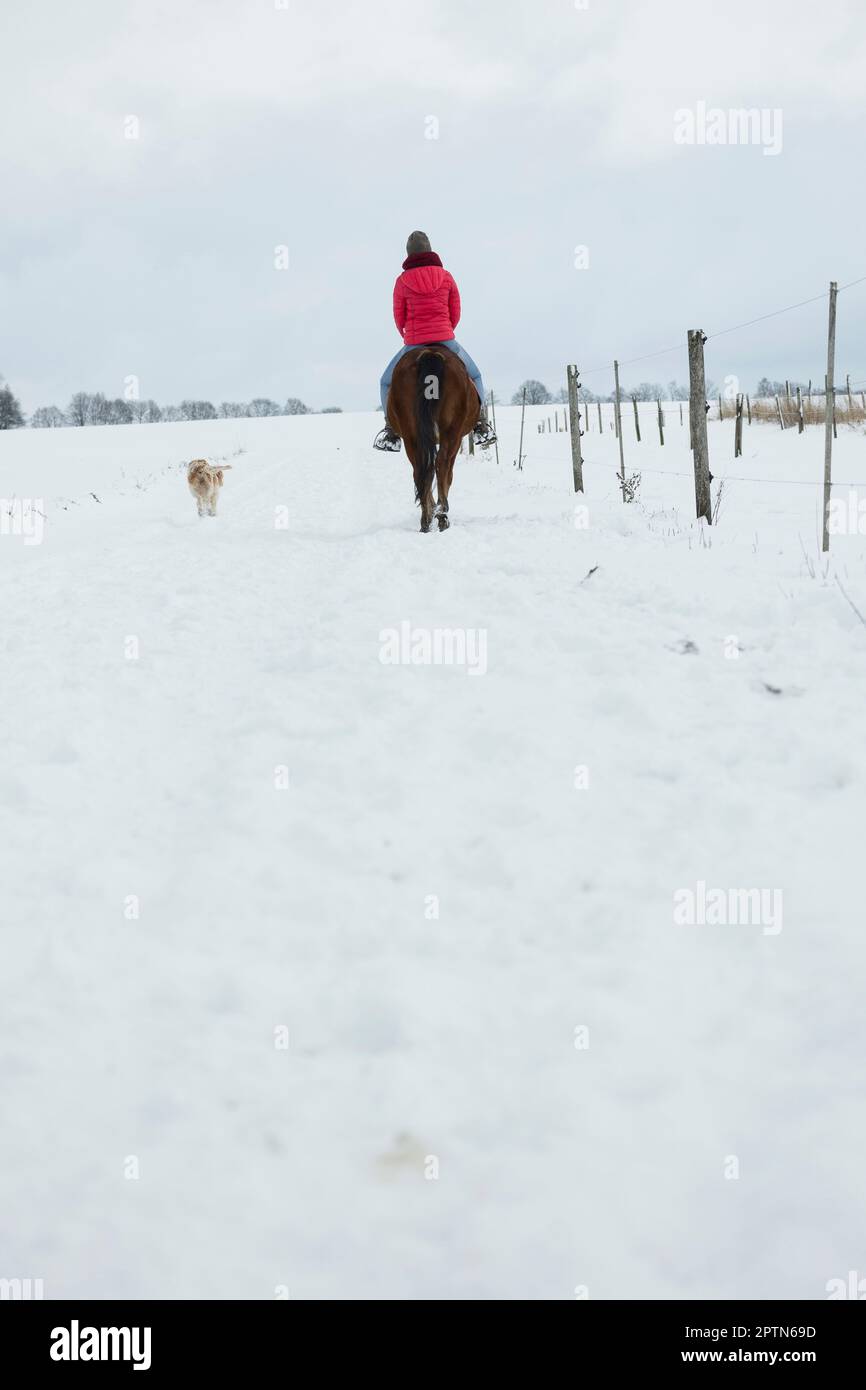 Vue arrière d'une jeune femme à cheval en hiver, Bavière, Allemagne Banque D'Images