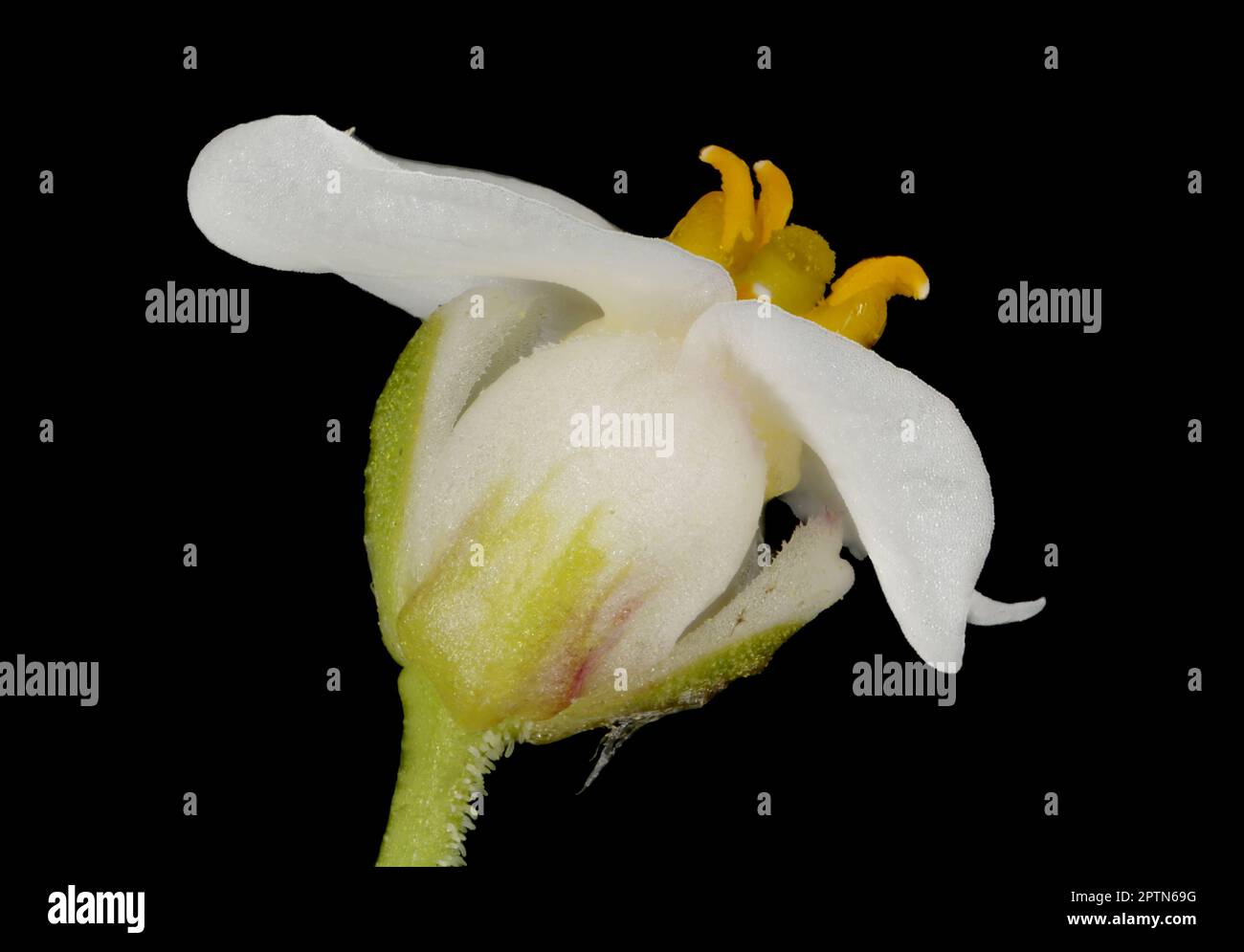 Candytuft sauvage (Iberis amara). Gros plan sur les fleurs Banque D'Images