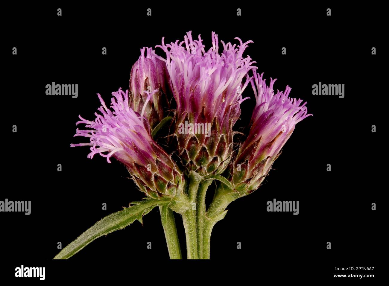 Ver-scie (Serratula tinctoria). Gros plan sur la fluorescence Banque D'Images