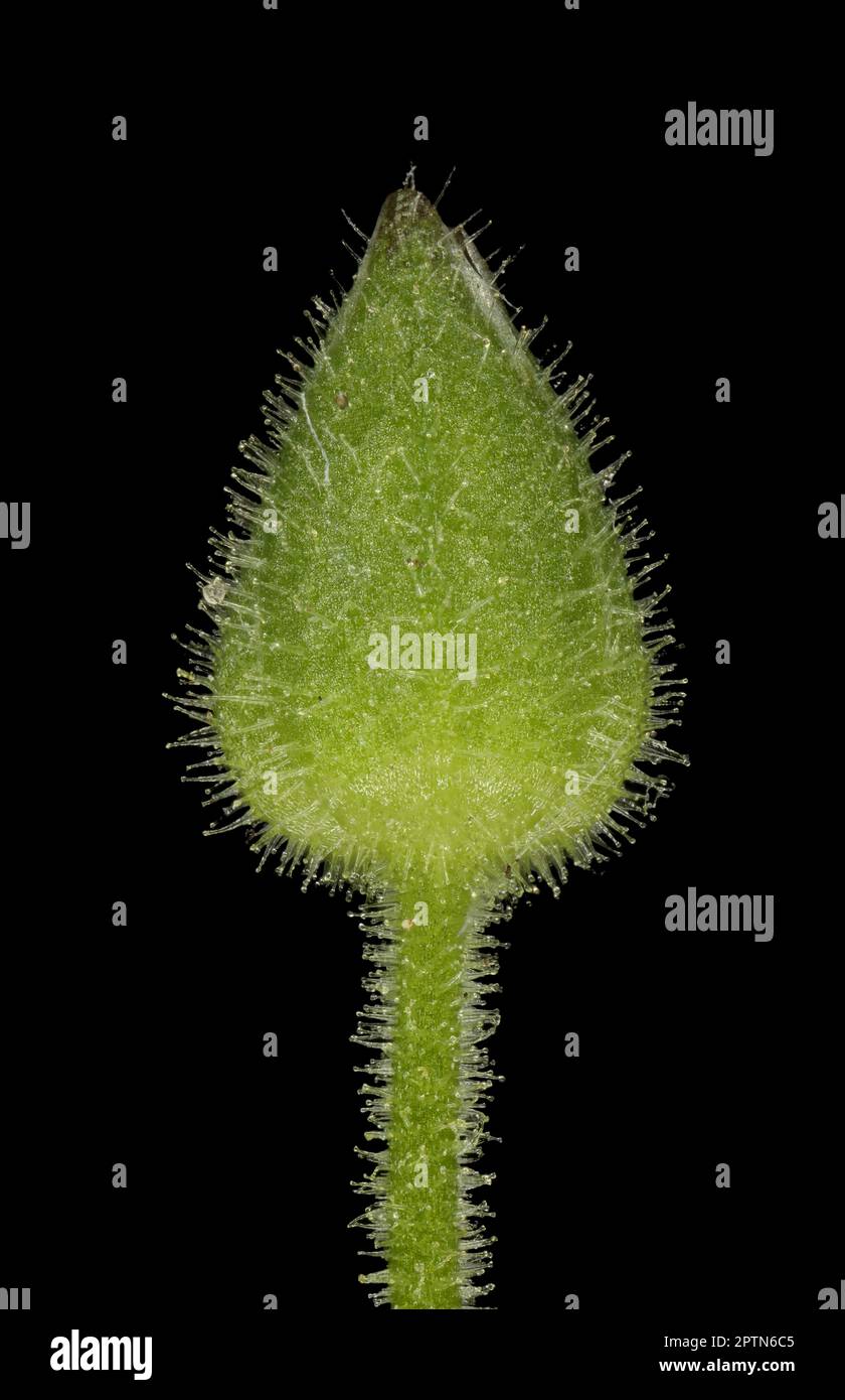 Eau de chickweed (Stellaria aquatica). Gros plan sur la fleur en forme de Bud Banque D'Images
