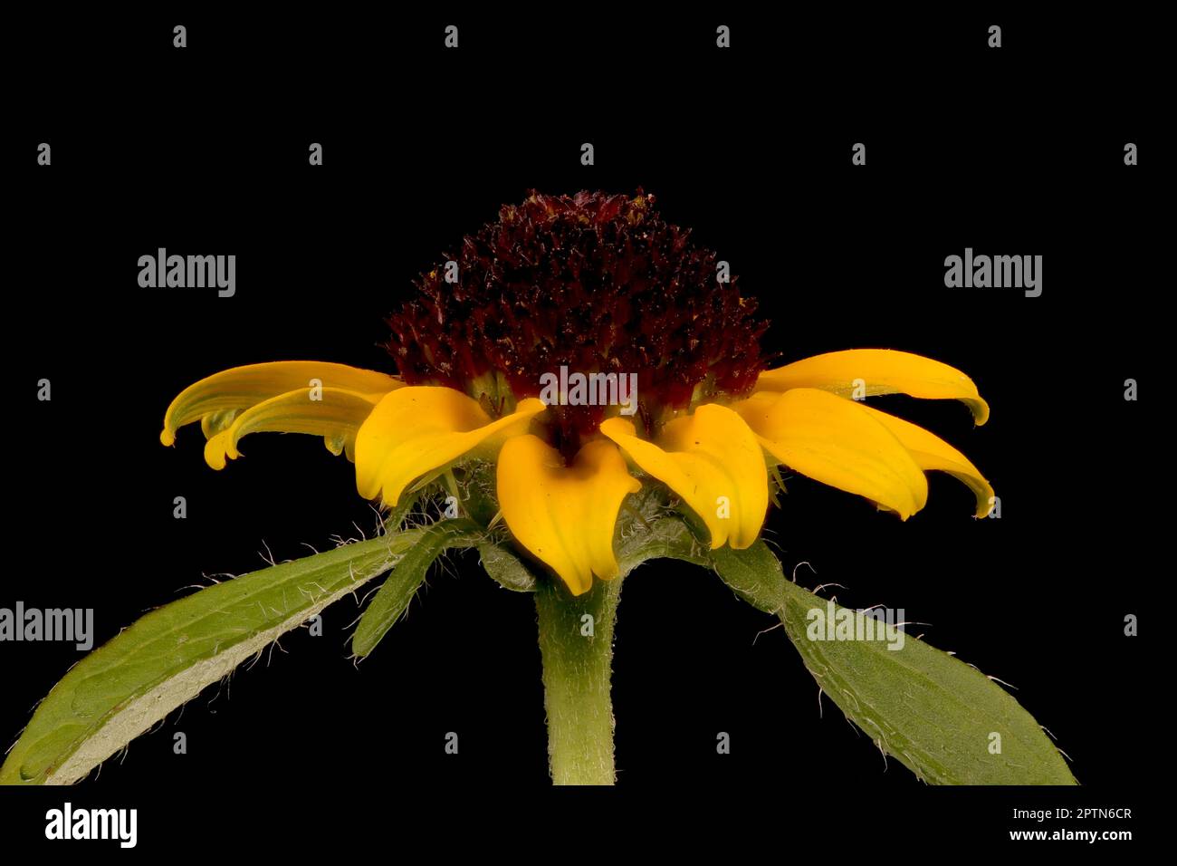 zinnia (Sanvitalia procumbens), un grincement mexicain. Gros plan sur le capitule fleuri Banque D'Images