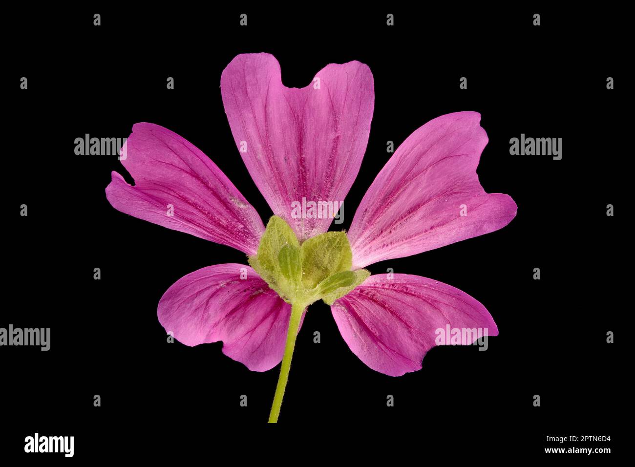 Malva sylvestris (Malva sylvestris). Gros plan sur les fleurs Banque D'Images