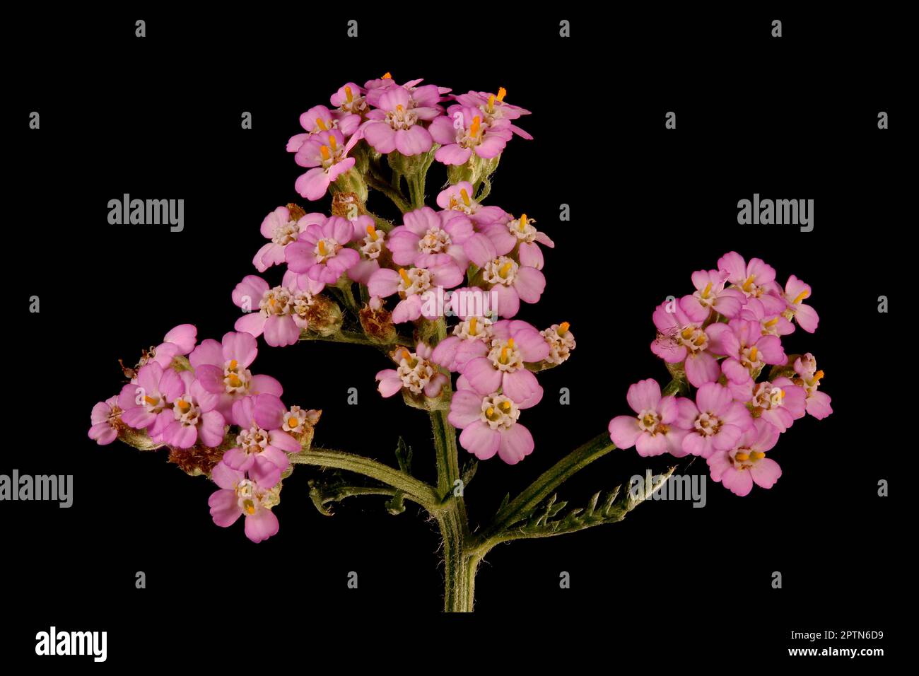 Arrow (Achillea millefolium). Gros plan sur la fluorescence (forme rose) Banque D'Images
