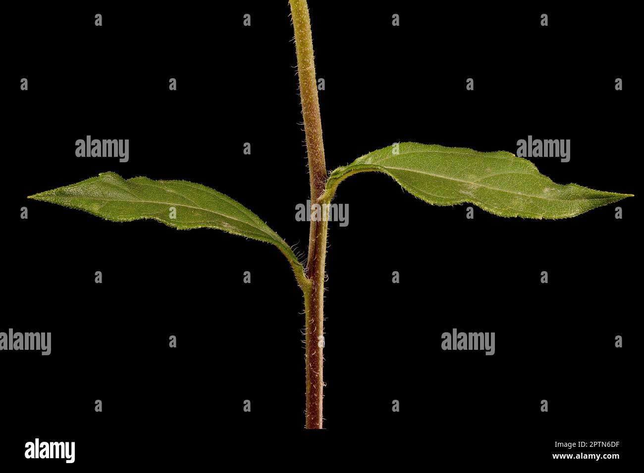 Artichaut de Jérusalem (Helianthus tuberosus). En gros plan sur les feuilles de tige supérieure Banque D'Images