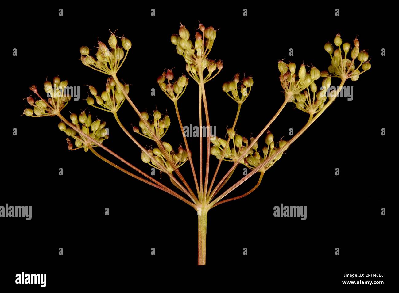 Burnet-saxifrage (Pimpinella saxifraga). Gros plan sur la fructification Banque D'Images