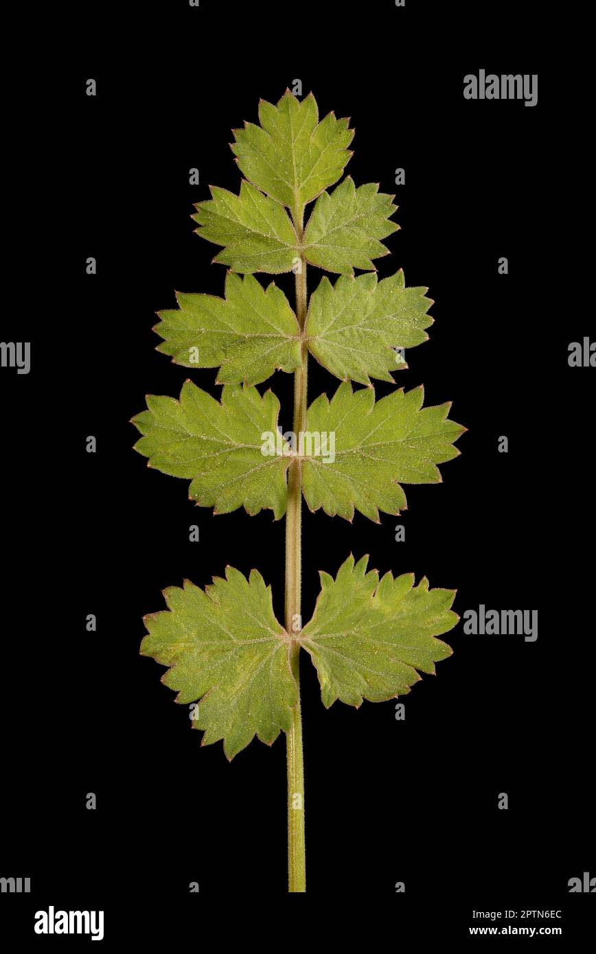 Burnet-saxifrage (Pimpinella saxifraga).gros plan de la feuille basale Banque D'Images