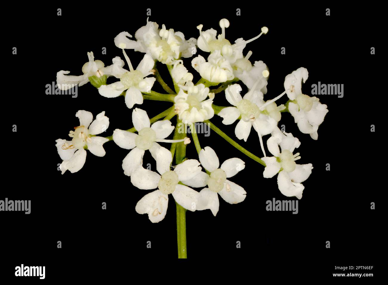 Burnet-saxifrage (Pimpinella saxifraga). Gros plan sur les Umbellules à fleurs Banque D'Images