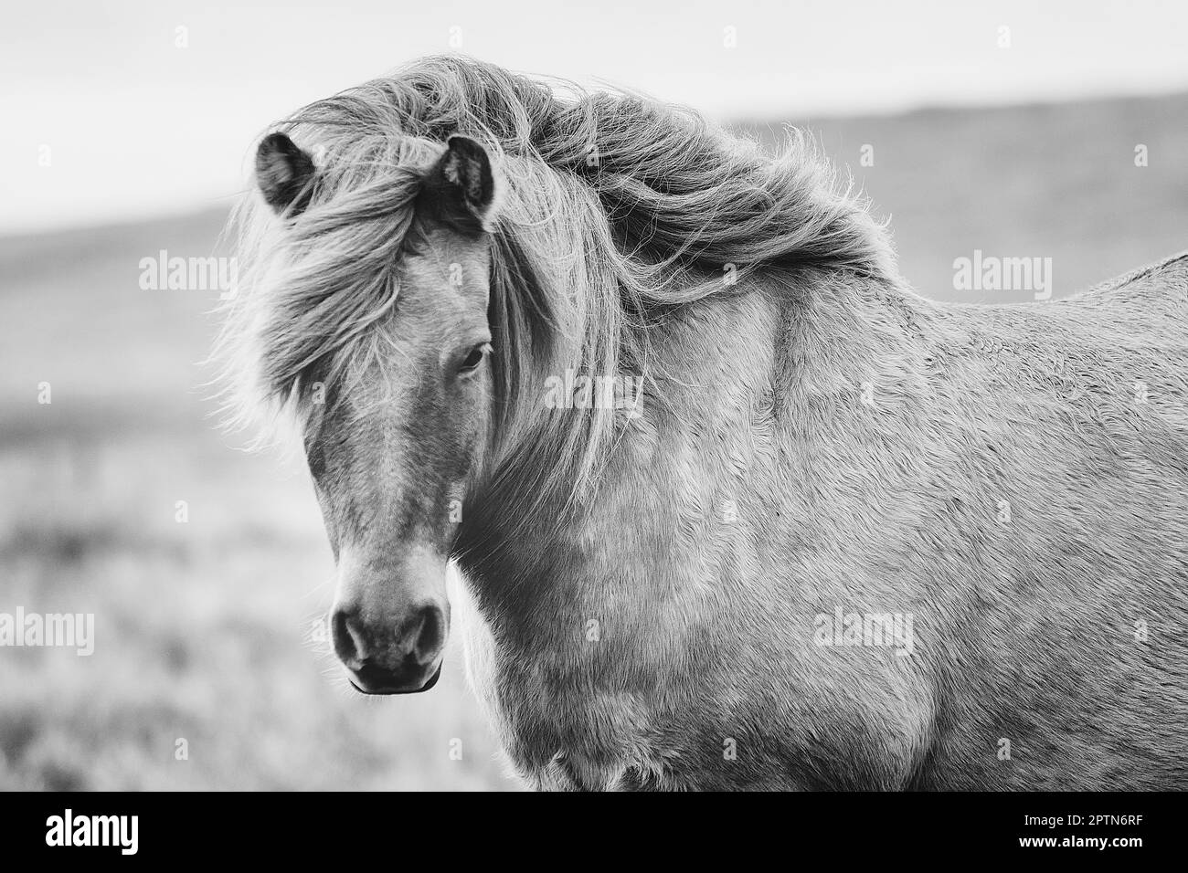Le cheval islandais est une race de cheval développée en Islande. Banque D'Images