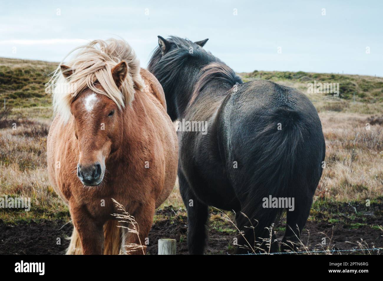 Le cheval islandais est une race de cheval développée en Islande. Banque D'Images