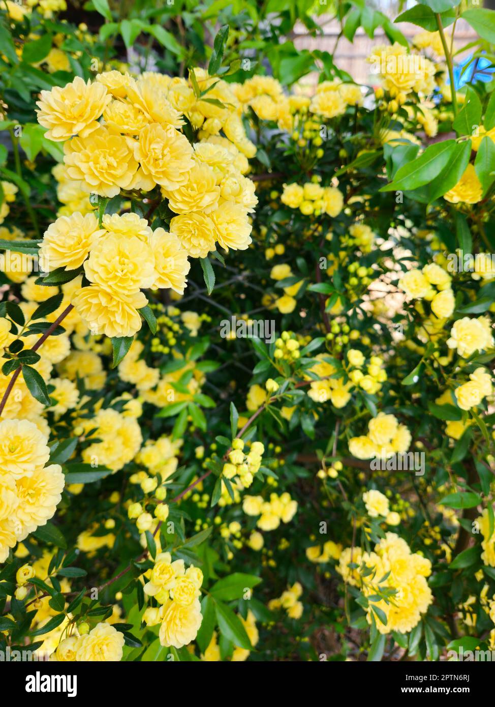 Grappes de fleurs jaunes au printemps Banque D'Images