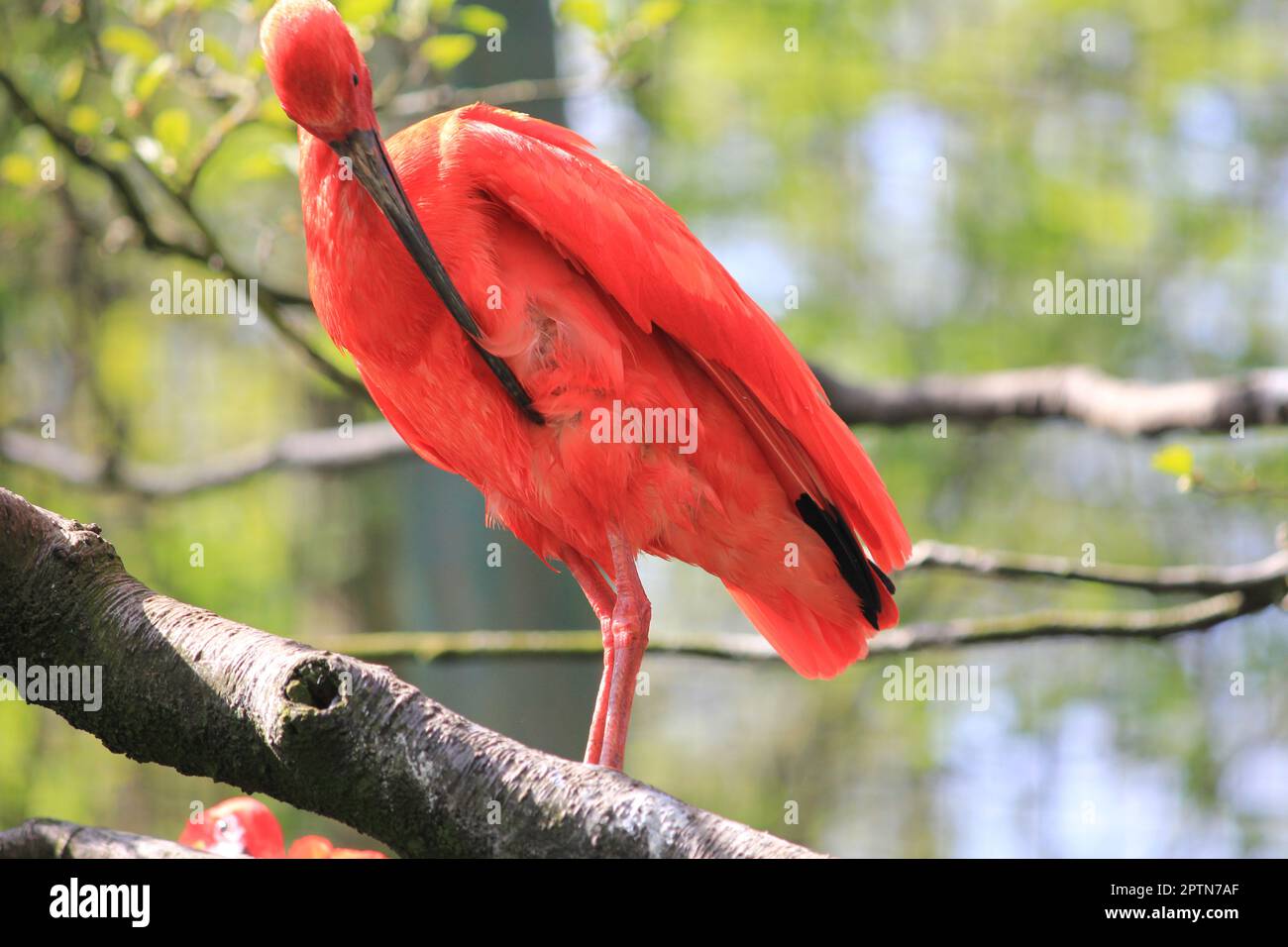 Écarlate ibis Banque D'Images