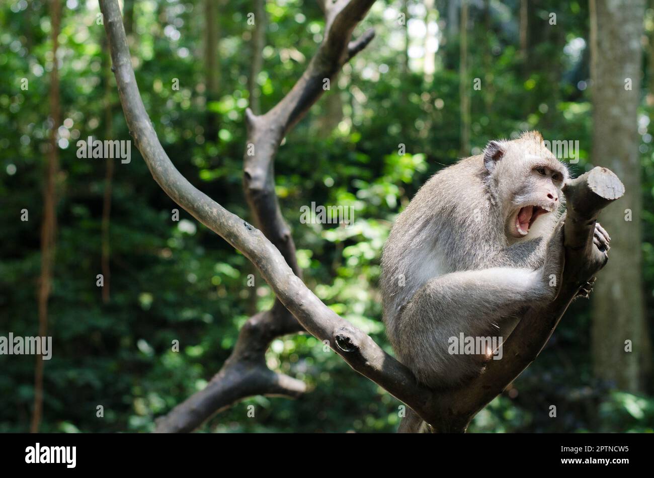 Bali et Ubud Indonésie y compris la forêt de singes ubud Banque D'Images