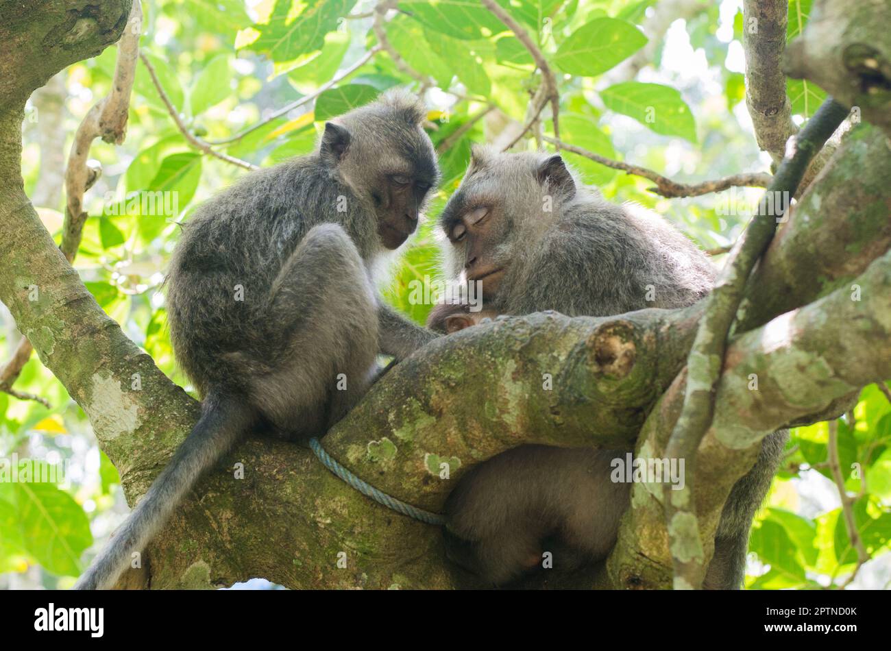 Bali et Ubud Indonésie y compris la forêt de singes ubud Banque D'Images