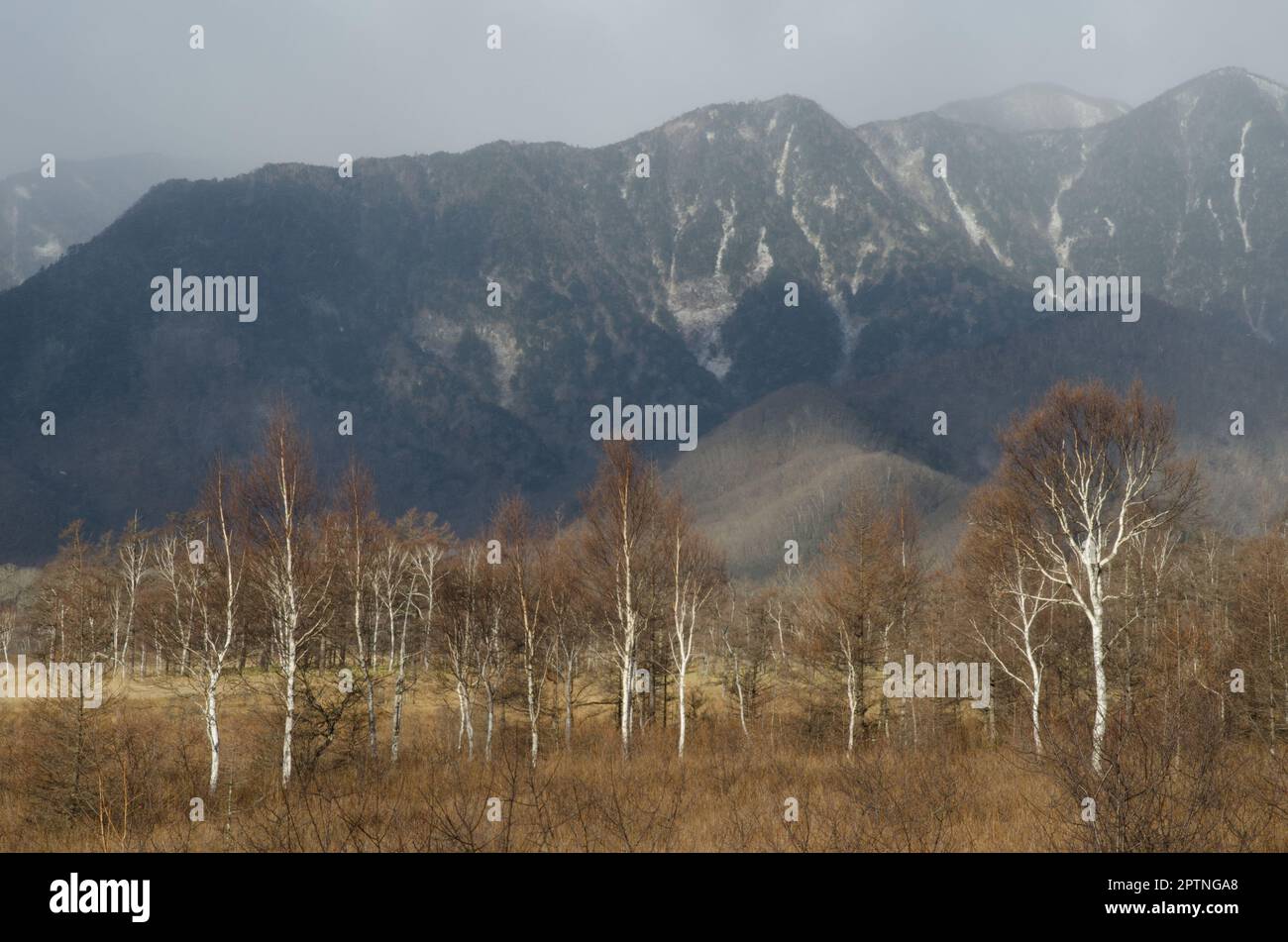 Plaine et montagnes de Senjogahara. Parc national de Nikko. Préfecture de Tochigi. Japon. Banque D'Images