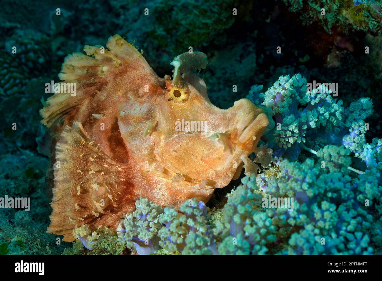 Le scorpionfish d'Eschmeyer - Rhinopias eschmeyeri Banque D'Images