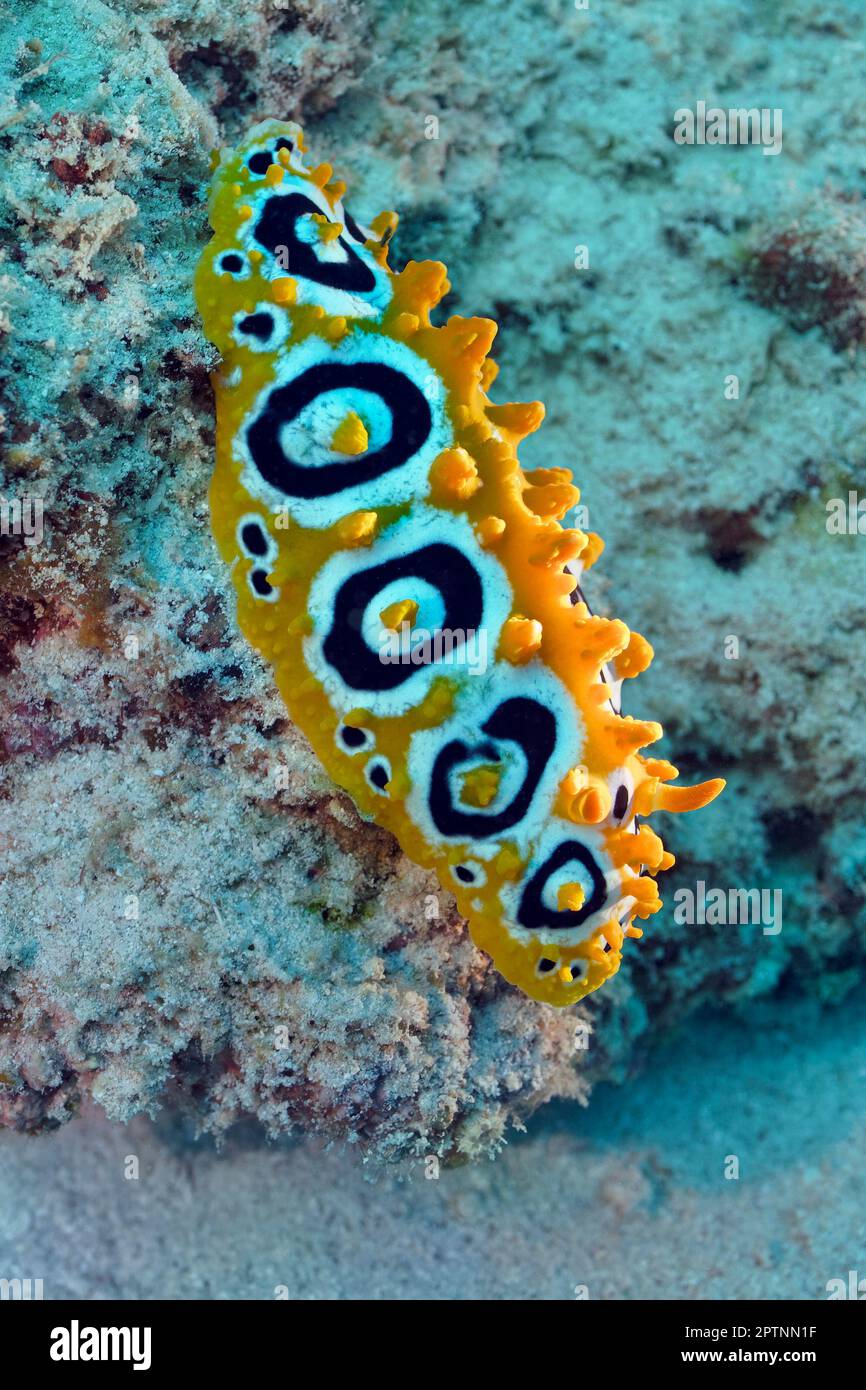 Phyllidia ocellate - Phyllidia ocellata Banque D'Images