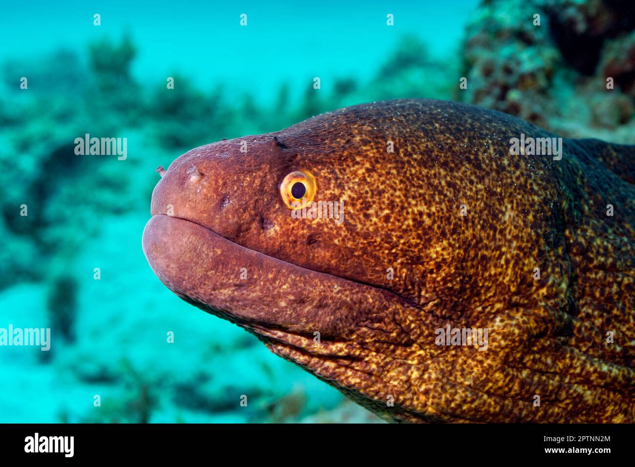 Anguille moray à bord jaune - Gymnothorax flavimarginatus Banque D'Images