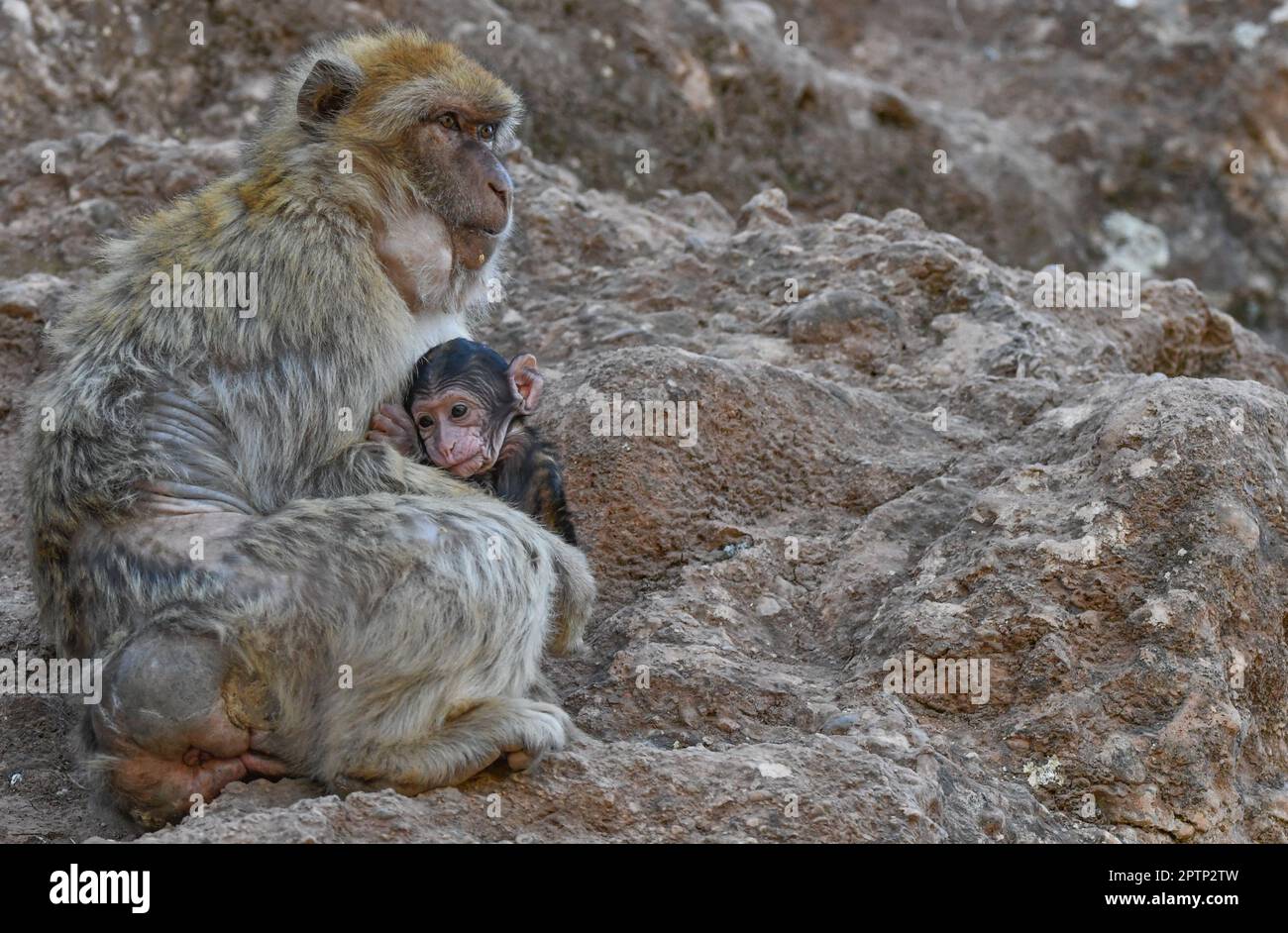 Macaque de Barbarie et bébé Banque D'Images