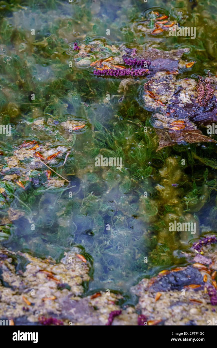 Le Toba de Fuenteoba. Soria. Espagne. Banque D'Images