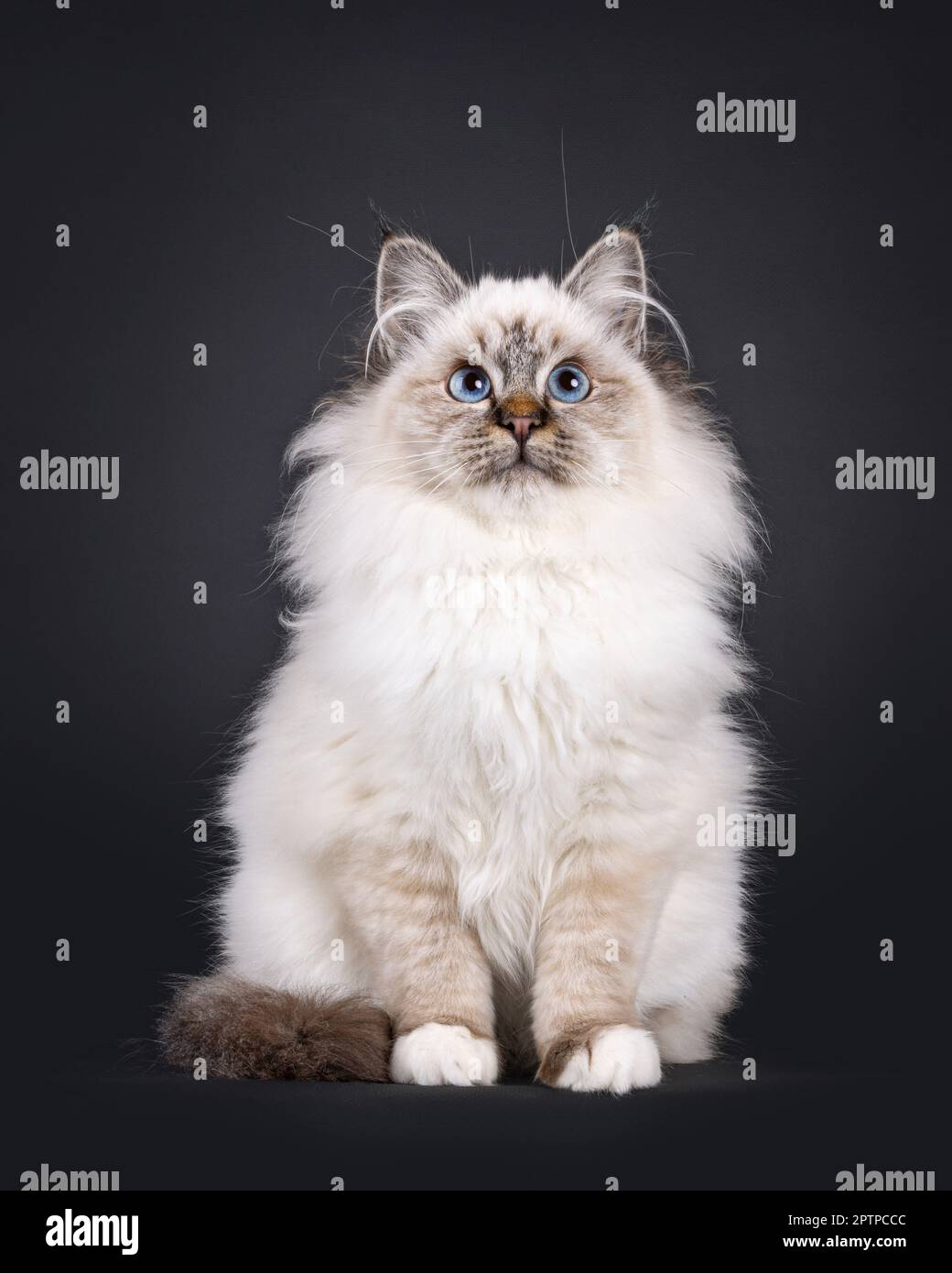 Super mignon tabby point doux Sacred Birman chat chaton, assis face à l'avant. Regarder vers le haut et au-dessus de l'appareil photo avec le visage adorable et le bleu émerimant e Banque D'Images