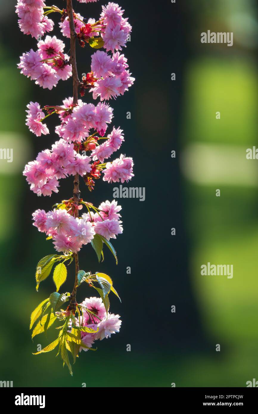 Arrière-plan sakura rose coloré, orientation portrait Banque D'Images