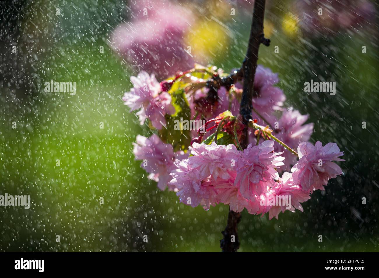 Sakura fleurit sous la pluie printanière. Arrière-plan de printemps romantique Banque D'Images