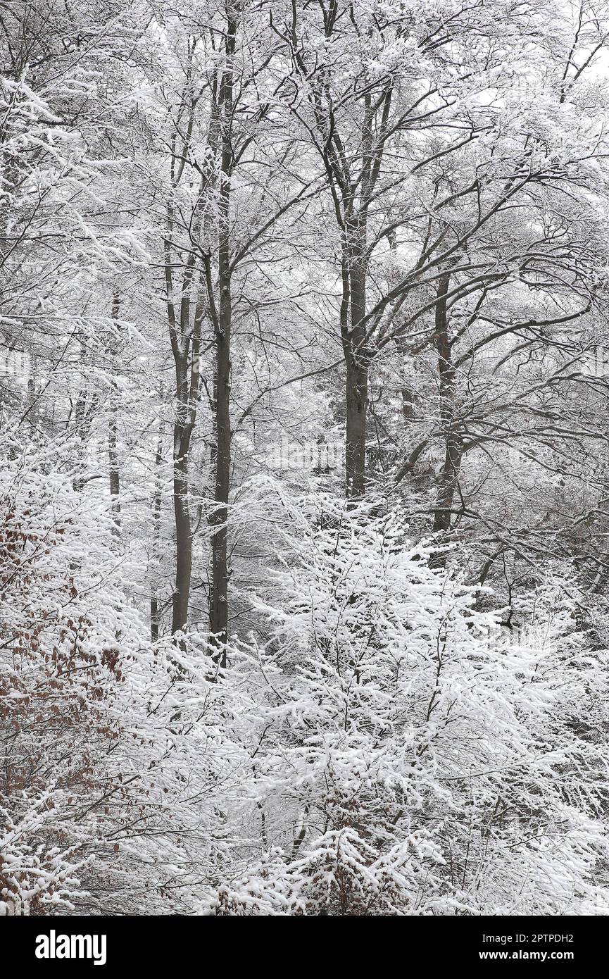 Winterwald BEI Einhaus im Naturpark Sauerland-Rothaargebirge, in der Homert, zugeschneiter Winterwald mit tief hängenden verschneiten Ästen und Zweige Banque D'Images