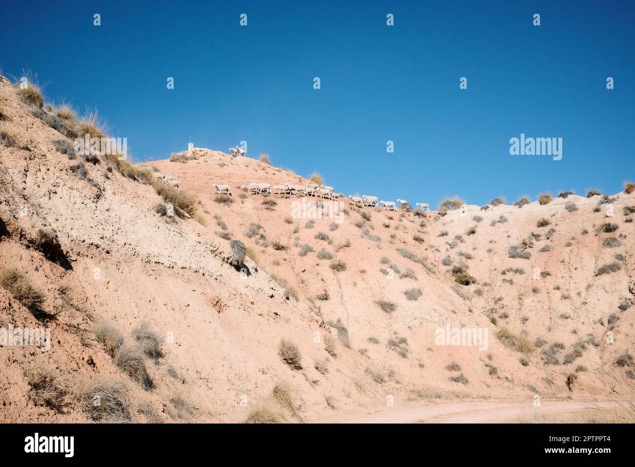 Un groupe de moutons sauvages à la recherche de nourriture dans le désert de Gorafe à Grenade, Andalousie, Espagne. Banque D'Images